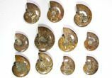 Lot: - Polished Whole Ammonite Fossils - Pieces #116722-1